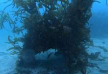 SBMM Maritime Distinguished Speaker Series Spotlights Kelp and Coral Ecosystem Restoration