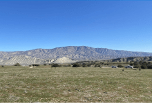 Dreaming of Oil in Cuyama, Next to Harvard’s Grapes