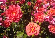 Flower Arrangement Workshop