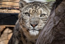 The Santa Barbara Zoo Invites Community to Celebrate Annual Snow Leopard Festival