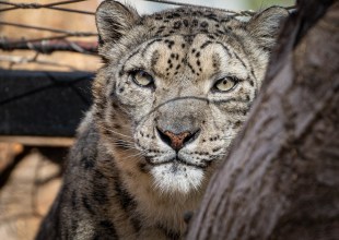 The Santa Barbara Zoo Invites Community to Celebrate Annual Snow Leopard Festival