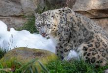 Bundle Up for ‘Snow Much Fun’ at the Santa Barbara Zoo’s Snow Leopard Festival!