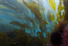 Cinema at the Casa: The Ocean Solution Screening