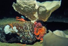 A ‘Win-Win’: Southern California Conservationists and Fishermen Reach Compromise over Cowcod and Corals 