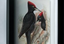 Book Review | ‘The Suicide Museum’ by Ariel Dorfman