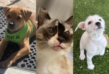 Rizzo, Malia and Calimese