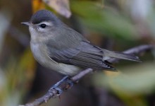 Is Santa Barbara’s Bird Population Dwindling? 