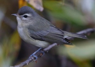Is Santa Barbara’s Bird Population Dwindling? 