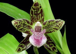Santa Barbara International Orchid Show Blooms Again March 8-10
