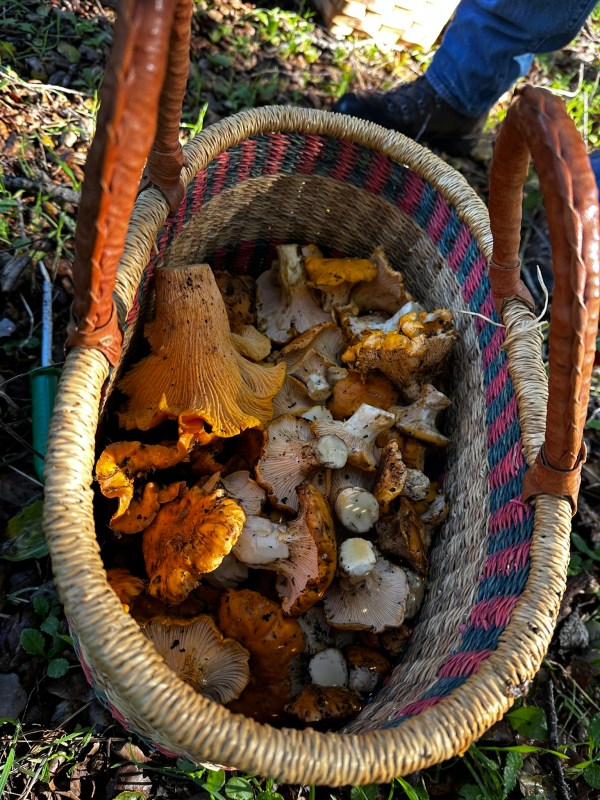 Full Belly Files Searching for Chanterelles and Satisfaction The
