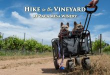 Annual Vineyard Hike