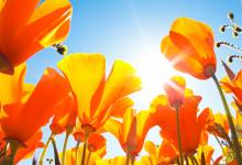 Spring Equinox Intuitive Arts Tasting