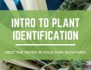 Intro to Plant Identification (Winter 2024)