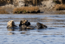 Sea Otters Stabilize Salt Marsh Banks as They Recolonize a Californian Estuary