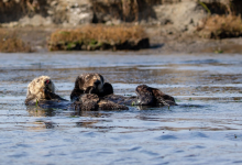 Sea Otters Stabilize Salt Marsh Banks as They Recolonize a Californian Estuary