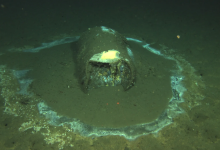 Adding Insult to Injury: Radioactive Waste and DDT Rub Elbows off Coast of Los Angeles