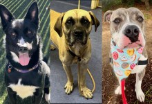  Leia, Harvey, and Draco