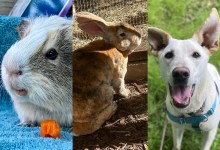 Basil, BFG, and Athena 