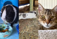 Sweetie, Keeley and Star