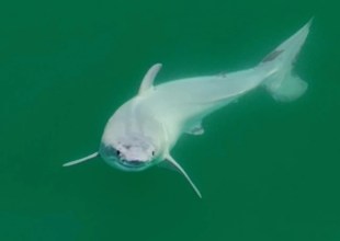 Baby Great White Shark Spotted in Wild for First Time Ever off Santa Barbara Coast, Researchers Believe