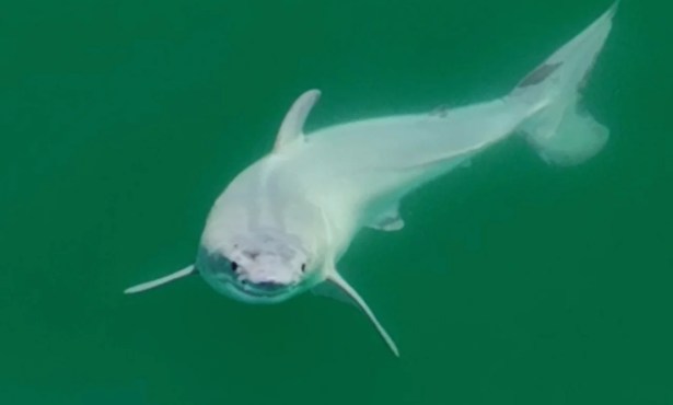 Baby Great White Shark Spotted in Wild for First Time Ever off Santa Barbara Coast, Researchers Believe