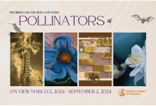 The Birds and the Bees and More: Pollinators