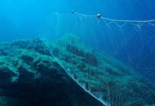 Assembly Bill Would Create New Rules for Commercial Fishing in California, Ban Gill Nets Around Channel Islands
