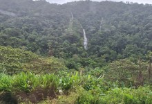 A Rumble in the Jungle