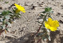 Replacing the Carpet with Rags on Santa Barbara’s East Beach 