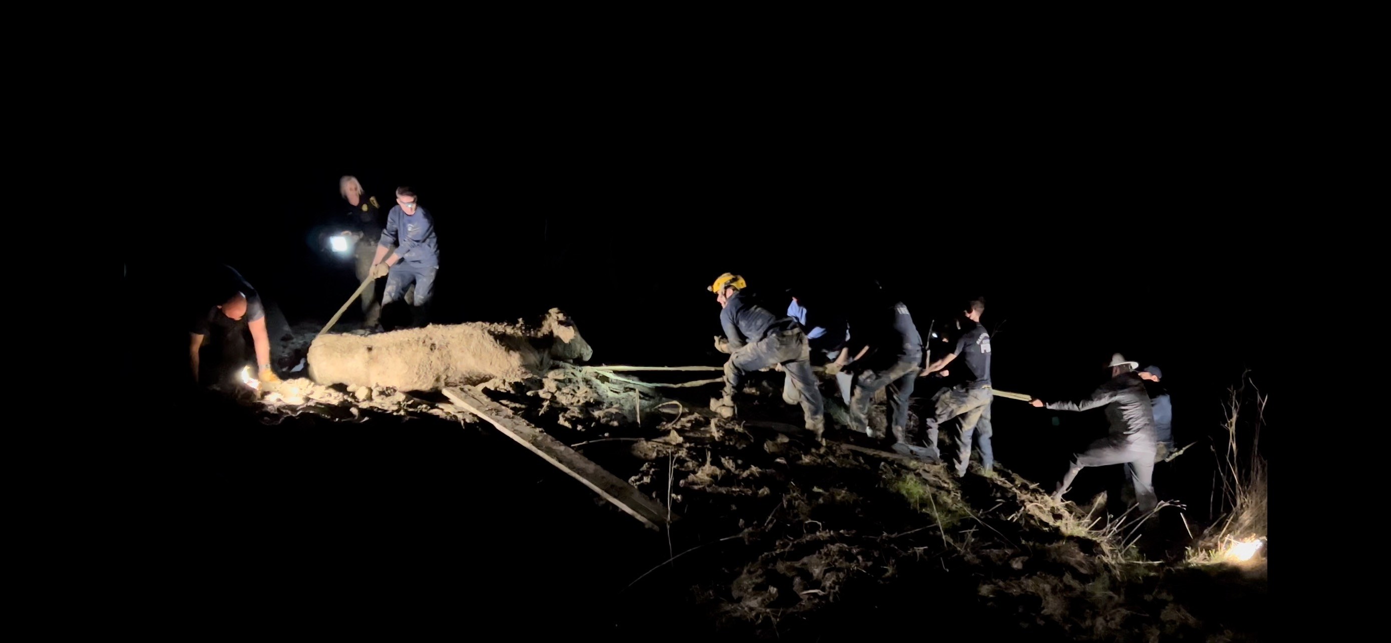 Up to Its Neck in Mud, Cow Survives a Memorable Ranch Rescue - The ...