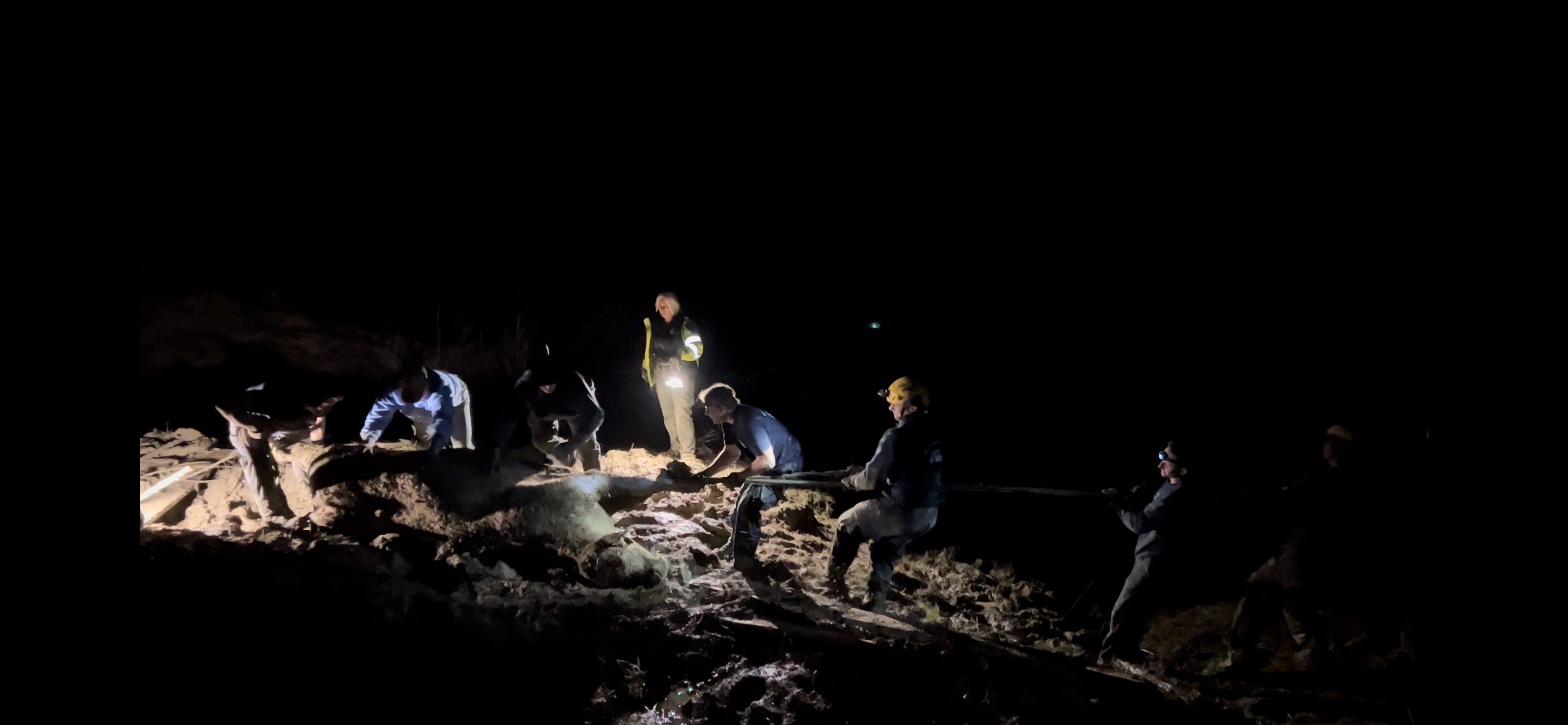 Up to Its Neck in Mud, Cow Survives a Memorable Ranch Rescue - The ...