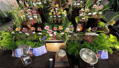 ‘Gems of Nature’ Bring Out the Crowds for the 76th Annual Santa Barbara International Orchid Show