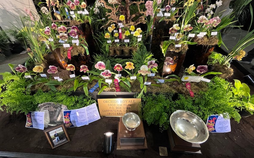 ‘Gems of Nature’ Bring Out the Crowds for the 76th Annual Santa Barbara International Orchid Show