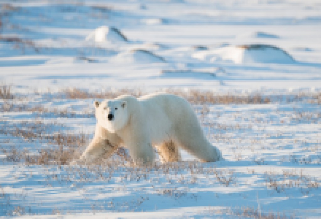 SBMM Maritime Distinguished Speaker Series Highlights the Majestic White Bears of the North