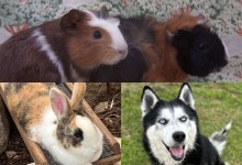 Colby, Sophie & Scoot and Princesa