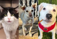 Delorean, Logan, and Lucy