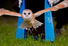 Owl’s Well That Ends Well: Rescued Barn Owl Returned to Wilds of Goleta
