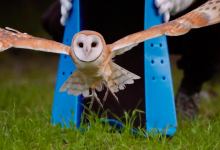 Owl’s Well That Ends Well: Rescued Barn Owl Returned to Wilds of Goleta