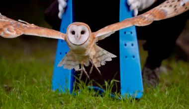 Owl’s Well That Ends Well: Rescued Barn Owl Returned to Wilds of Goleta