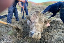 Up to Its Neck in Mud, Cow Survives a Memorable Ranch Rescue 