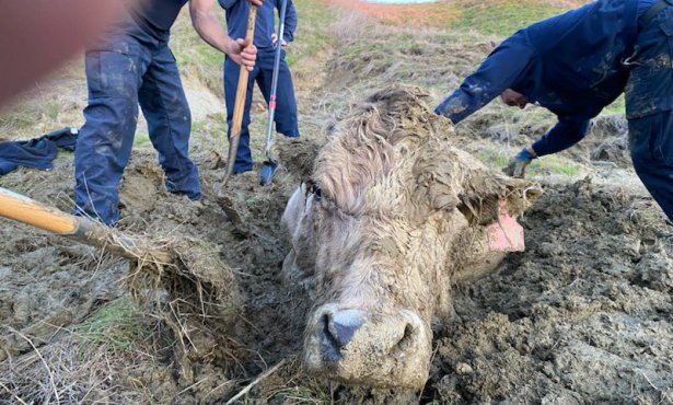 Up to Its Neck in Mud, Cow Survives a Memorable Ranch Rescue 