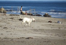 Dogs Banned from Isla Vista Beach to Protect Threatened Snowy Plovers