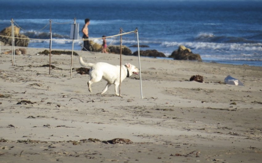 Dogs Banned from Isla Vista Beach to Protect Threatened Snowy Plovers