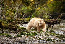 April Maritime Distinguished Speakers Series Presents “White Bears of the North’