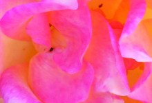 S.B. Quire of Voyces ‘Furusato’ Concerts