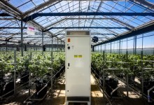 Santa Barbara County Supervisors Punt On Cannabis Odor Control