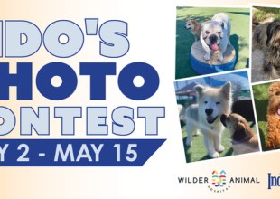 Fido’s Photo Contest 2024