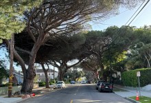 The Trees Are Falling