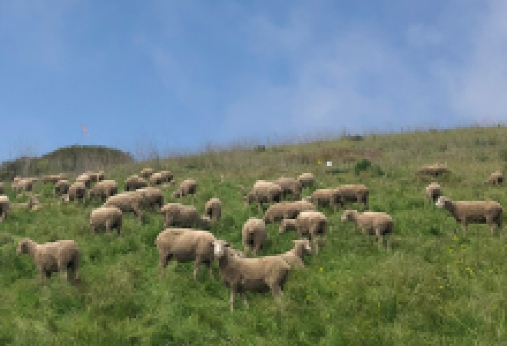 Goats and Sheep now Graze at Elings Park to Provide Eco-Friendly Fire Prevention, Invasive Plant Removal, Fertilizer, and to Aid Return of California Natives
