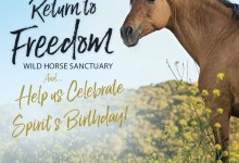 American Wild Horse Sanctuary – Opening Day and Spirit’s 29th Birthday!